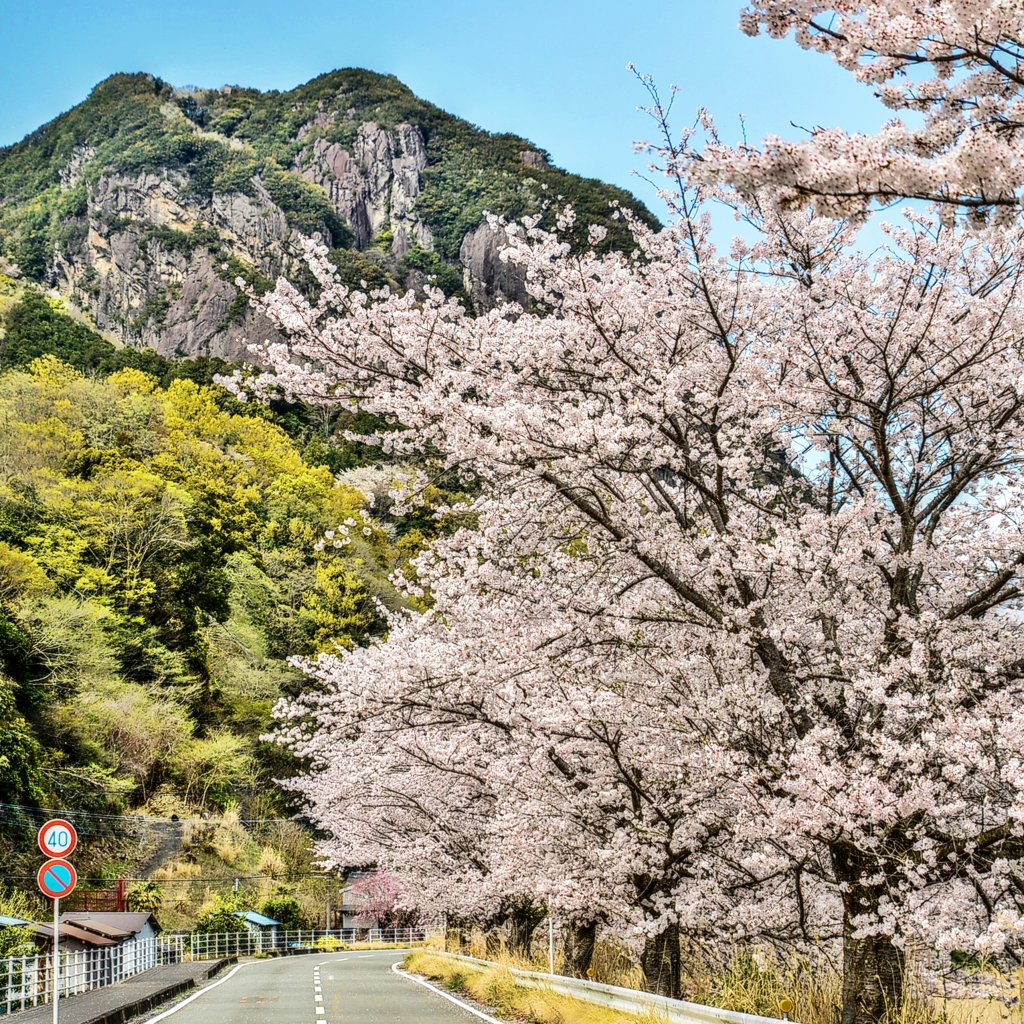 ジョー山下の桜　2024 ～其の一～