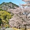 ジョー山下の桜　2024 ～其の一～