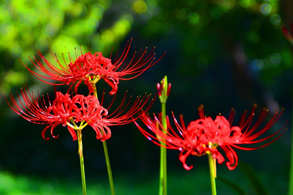 曼珠沙華