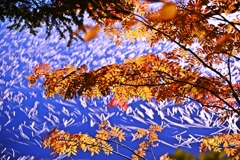 静かな湖畔の秋景色・・・半分青い(*´з`)