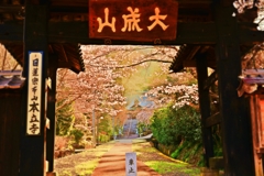 春の夢、朧げに咲く　～本立寺山門～