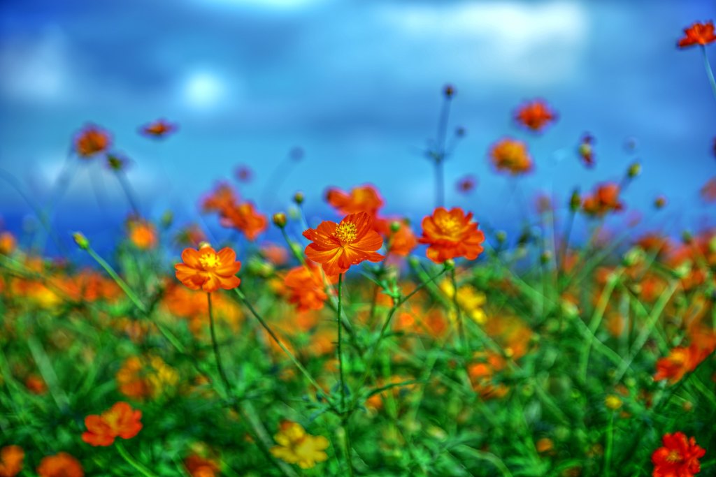 Golden Cosmos 