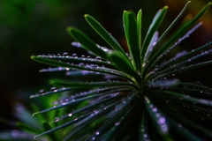 雨上がりの風景　～雫～