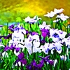 異彩を放つ 　～菖蒲～