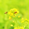 花の性　開いてなんぼの　狂い咲き・・・(*´з`)