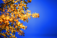 秋の空　～Blue＆Yellow～