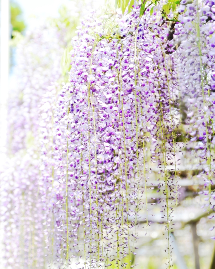 Sexual Violet