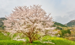 里山の春　～桜花～
