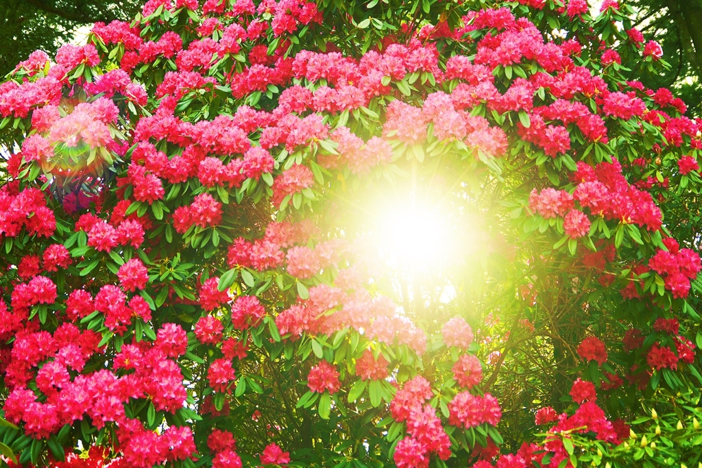 ヒカリへ～石楠花の森～