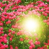 ヒカリへ～石楠花の森～