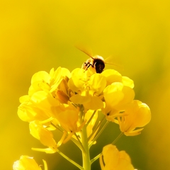 Yellow Magic ~早春賦~