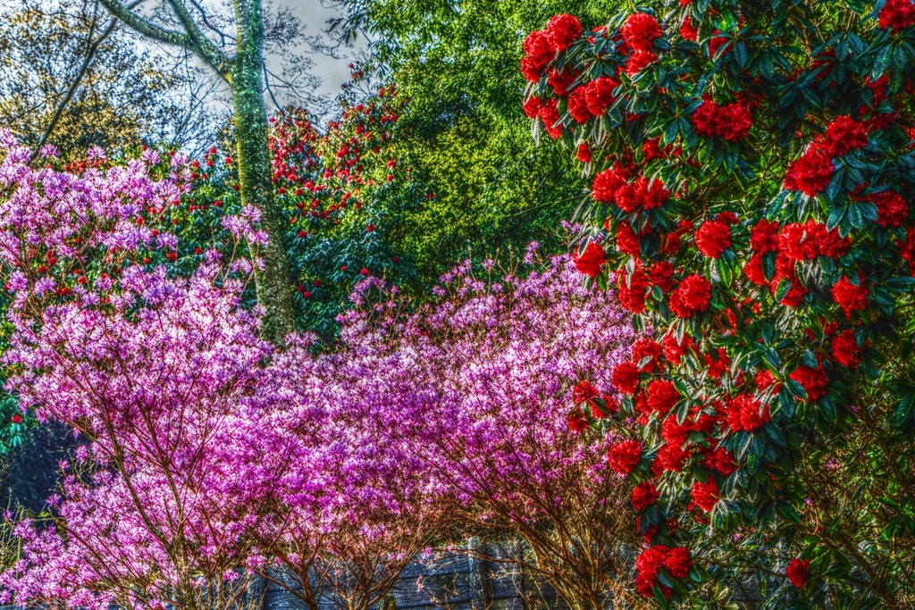 Forest ～石楠花～