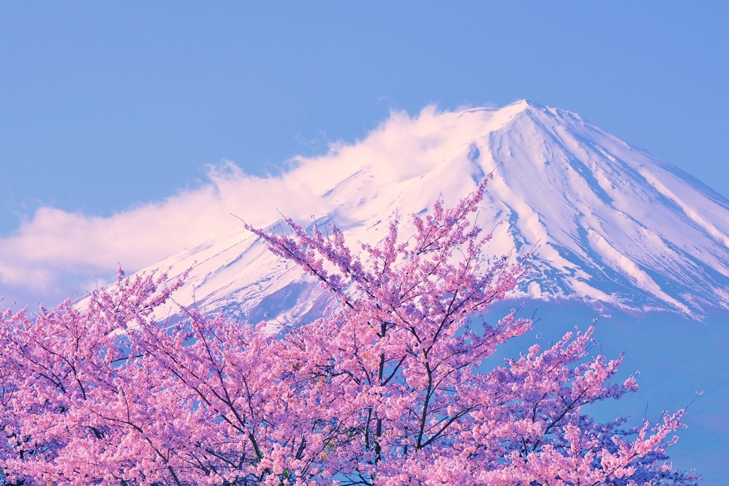 富士には桜が良く似合う・・・