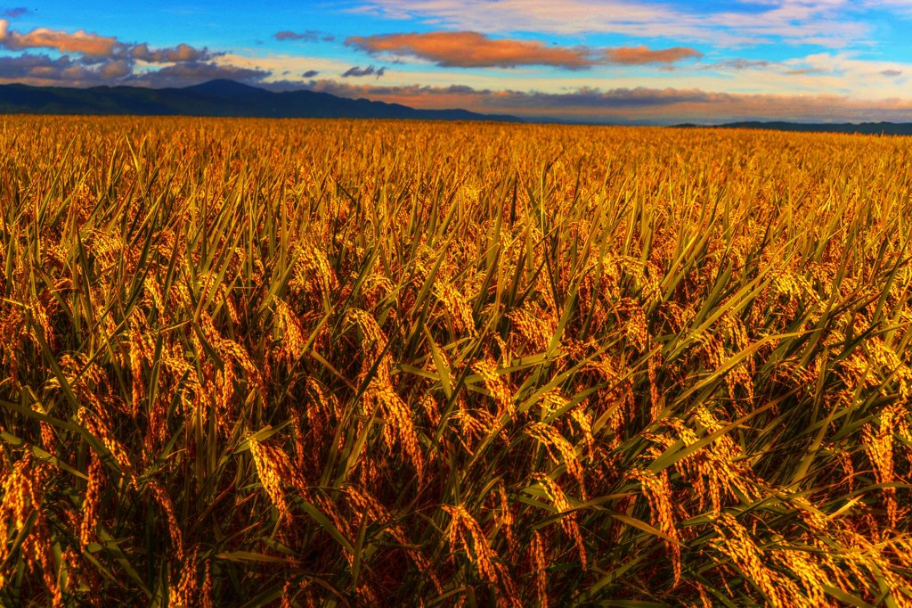 Harvest Season　～黄金稲～