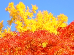 秋の三色