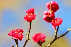 今年最初の・・・春の華 ～紅梅～