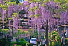 藤の花が咲きました・・・今年も