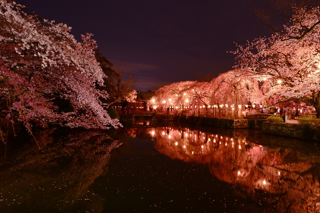 三嶋大社の夜桜が恋しくて・・・神池