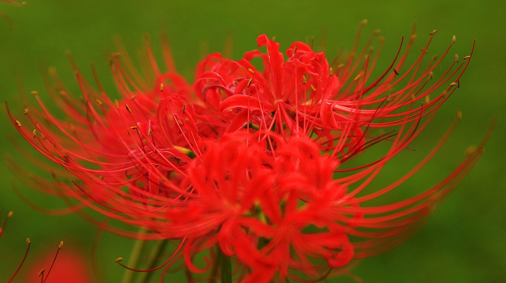 曼珠沙華