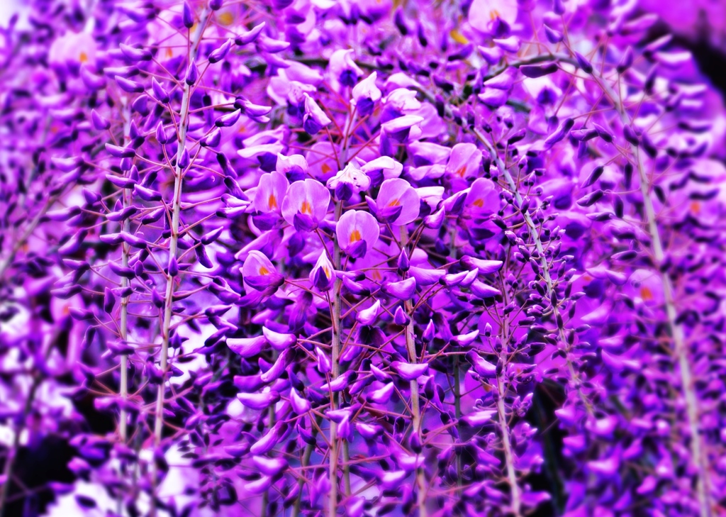 You make me feel goo ・・・Sexual Violet