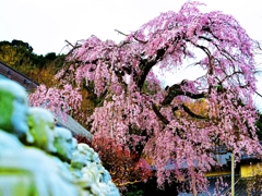 世の中に たえて桜の なかりせば・・・