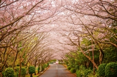 桜色舞う頃
