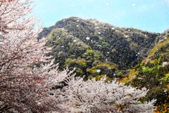 卯月の空、風が強くて・・・