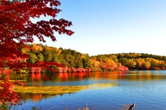 紅葉を見に行こうよう(*´з`)～其の参～