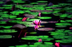 異彩を放つ ～睡蓮 Pink～
