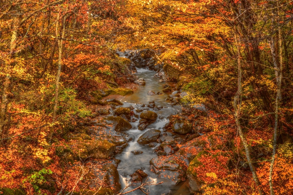 流れもあへぬ 紅葉なりけり・・・