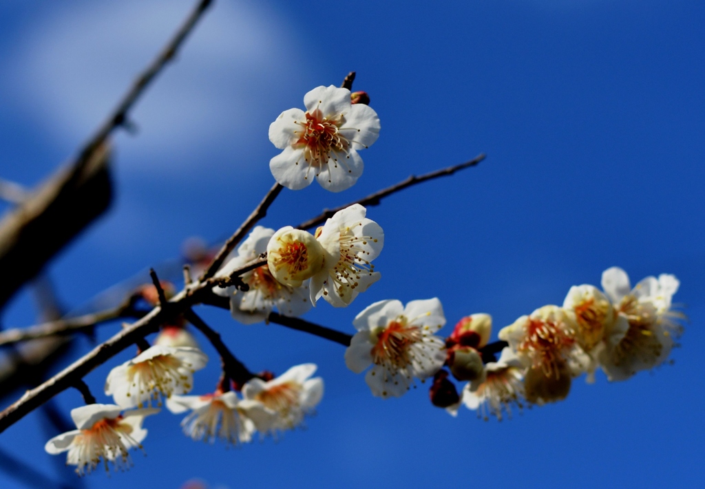 梅花１