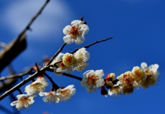 梅花１