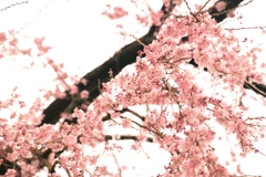 吹きこぼれるほど咲いていた　たったひとりで　～龍源院　八十年桜～