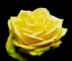 The Rose ～プリンセスケイト～