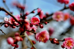 梅花２
