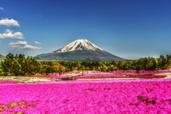 富士には芝桜が良く似合う・・・(*´з`)