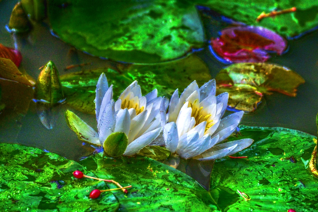 Twins ～Water lily～
