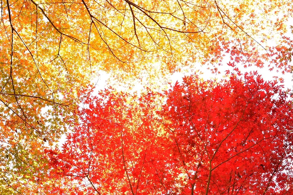 紅葉の錦 神のまにまに By 役満太郎 Id 写真共有サイト Photohito