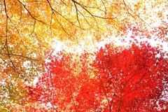 紅葉の錦 神のまにまに・・・