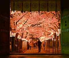 夜桜　～終章～　
