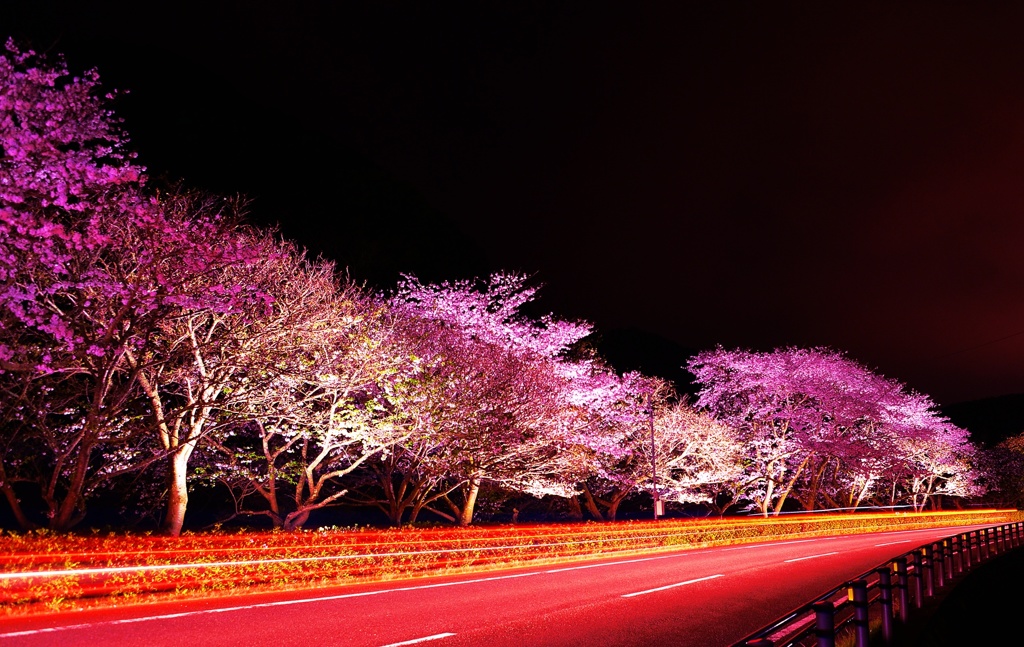 那賀川桜～夜景