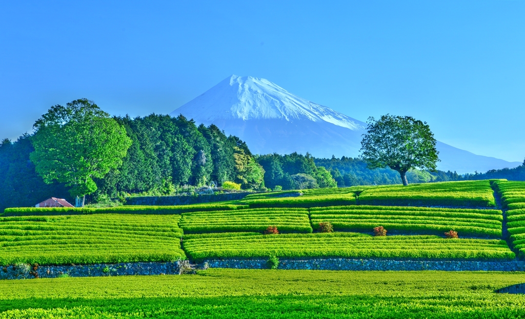 八十八夜の風景 ～初夏万緑 其の弐～