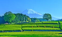 八十八夜の風景 ～初夏万緑 其の弐～