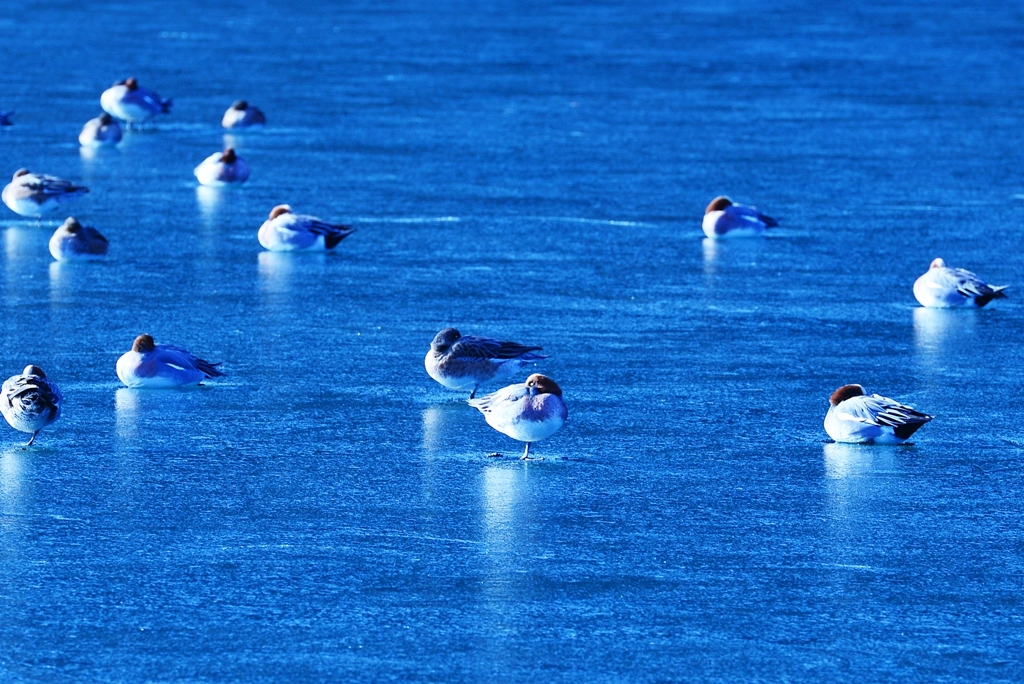 氷点下３℃の風景 ～氷鳥～