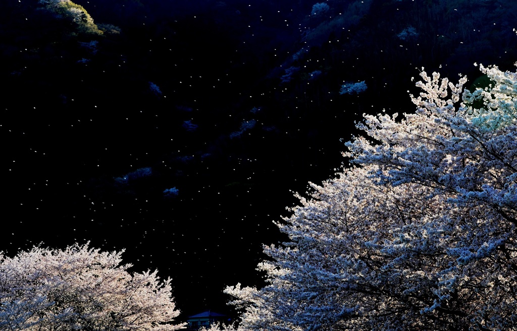 蛍桜