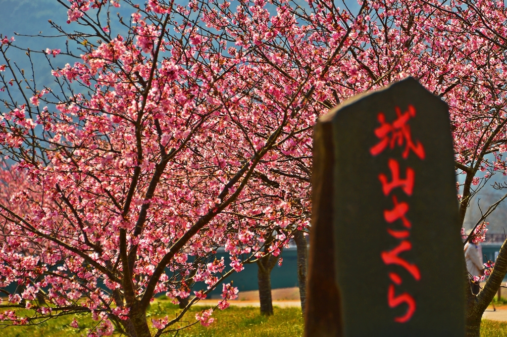 ジョー山下の桜