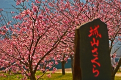 ジョー山下の桜