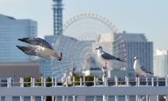 YOKOHAMA-3