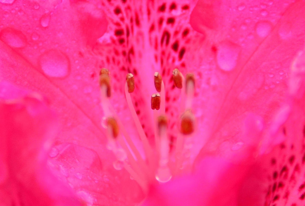 A Taste Of Honey 16　~石楠花~