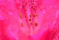 A Taste Of Honey 16　~石楠花~